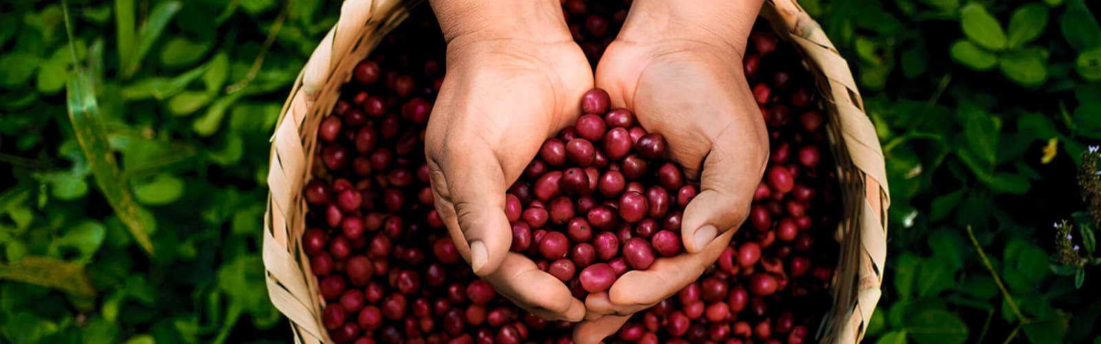 ペルー産コーヒー Peruvian coffee